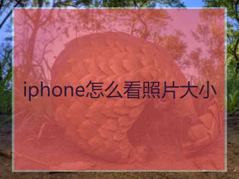 iphone怎么看照片大小